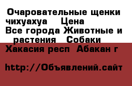 Очаровательные щенки чихуахуа  › Цена ­ 25 000 - Все города Животные и растения » Собаки   . Хакасия респ.,Абакан г.